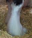 Clydesdale Feet
Picture # 3074
