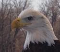 Bald Eagle
Picture # 3695
