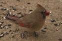 Female Cardinal and Sunflower Seeds
Picture # 3697
