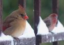 Female Cardinal and Male Purple Finch
Picture # 3701
