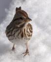 Song Sparrow in the Snow
Picture # 3716
