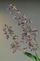 Orchids
Picture # 3420
