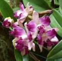 Orchids
Picture # 3421
