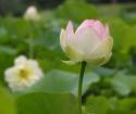 Lotus Blossom
Picture # 3451
