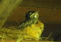 Baby Robin
Picture # 3627
