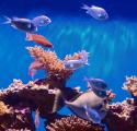Western Pacific Reef Aquarium
Picture # 3479
