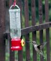 Hummingbird and Feeder
Picture # 3127
