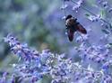 Bumblebee on Lavendar
Picture # 3152
