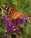 Painted Lady Butterfly on Ironweed
Picture # 3629
