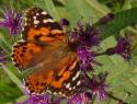Painted Lady Butterfly
Picture # 3628
