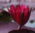Deep Red Waterlily
Picture # 4051
