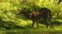 White-tailed Deer
Picture # 3635
