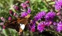 Silver-Spotted Skipper
Picture # 3632
