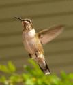 Female Hummer
Picture # 4047
