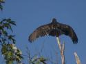 Vulture
Picture # 4124
