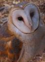 Barn Owl (Tyto alba)
Picture # 3663
