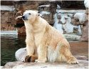Polar Bear
Picture # 81
