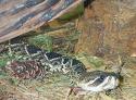 Diamondback Rattlesnake
Picture # 217
