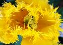 Fringed Tulip
Picture # 244
