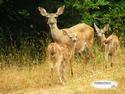 Doe with Fawns
Picture # 1589
