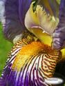 Purple and Yellow Bearded Iris
Picture # 1447
