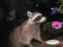 Curious Raccoon
Picture # 1591

