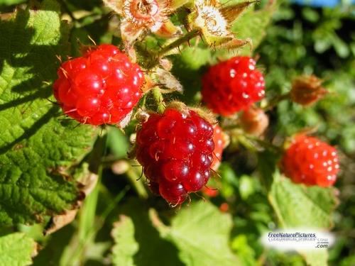 Daily photo - Red Raspberries