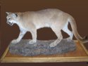 Stuffed Puma from Colorado
Picture # 2708
