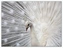 White Peacock
Picture # 2595
