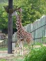 Two Giraffes Eating
Picture # 2558
