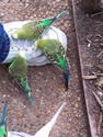 Budgies On My Shoe
Picture # 2555
