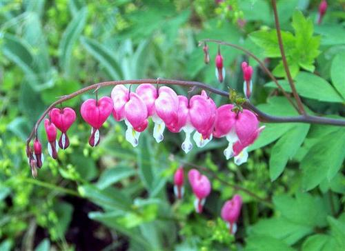 Daily photo - Bleeding Hearts
