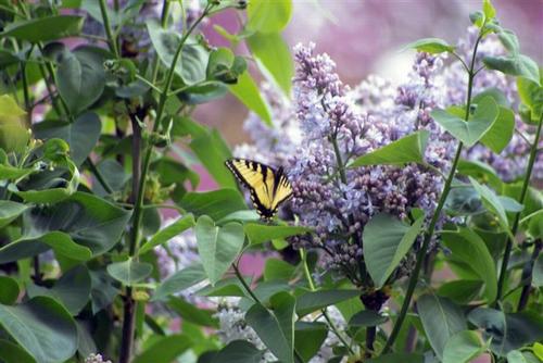 Daily photo - Lilac and Butterfly