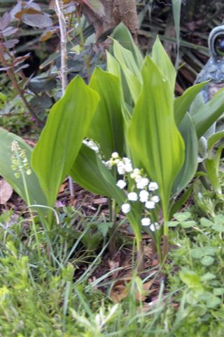 Daily photo - Lily of the Valley
