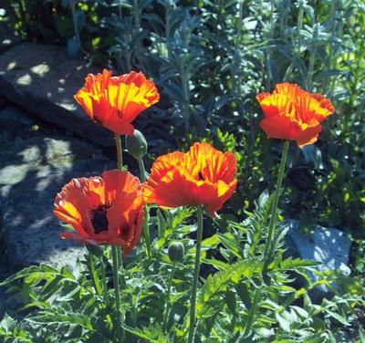 Daily photo - Poppies Four