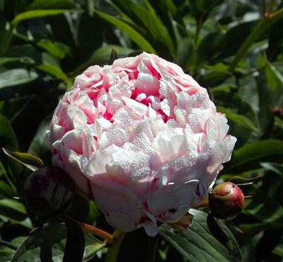 Daily photo - Light Pink Peony