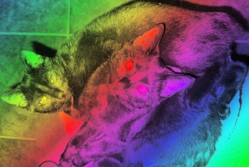 Daily photo - Psycho cole and gweneth