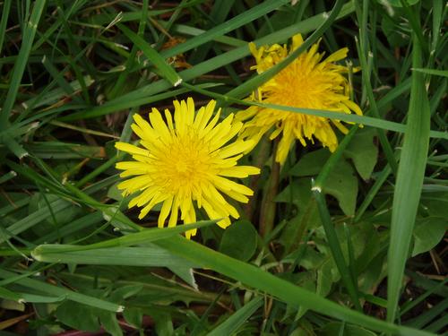 Daily photo - Dandelion