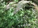 Fern and Oxalis
Picture # 3875
