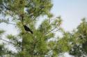 Bird in Pine
Picture # 3889
