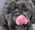 What a big tongue you have!
Picture # 3829
