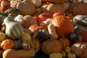 Fall Harvest
Picture # 3842

