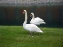 Swans
Picture # 3963
