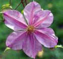 Clematis
Picture # 1902
