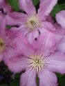 Clematis
Picture # 3595
