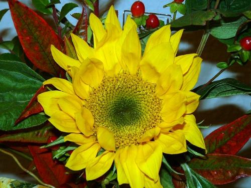 Daily photo - Sunflower