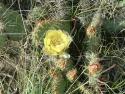 Prarie beauty
Picture # 1663