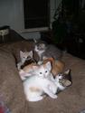 The rescued kittens
Picture # 1660
