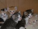 Rescued kittens
Picture # 1654
