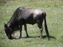 Wildebeest
Picture # 3060
